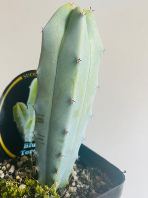 The Blue Torch - Myrtillocactus geometrizans