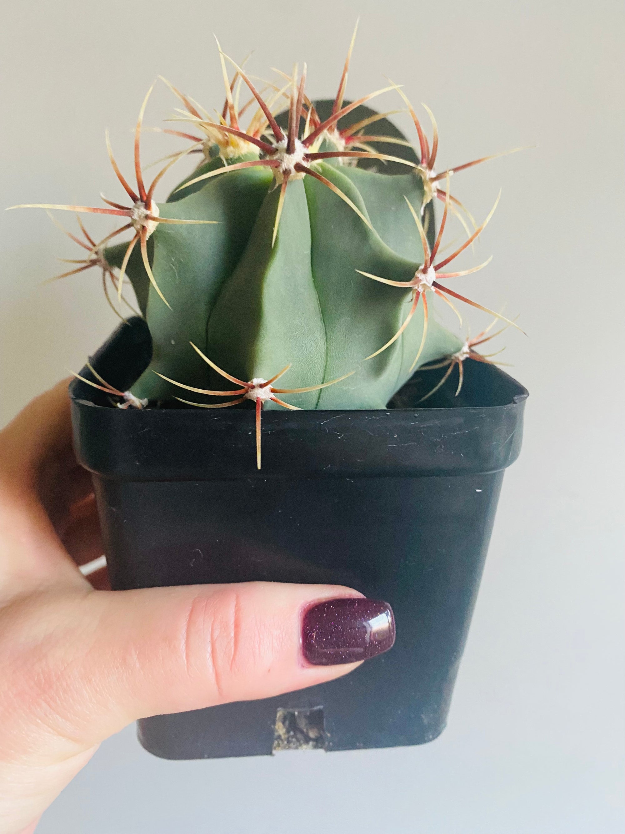 Ferocactus electracanthus aka histrix