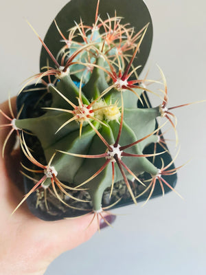 Ferocactus electracanthus aka histrix