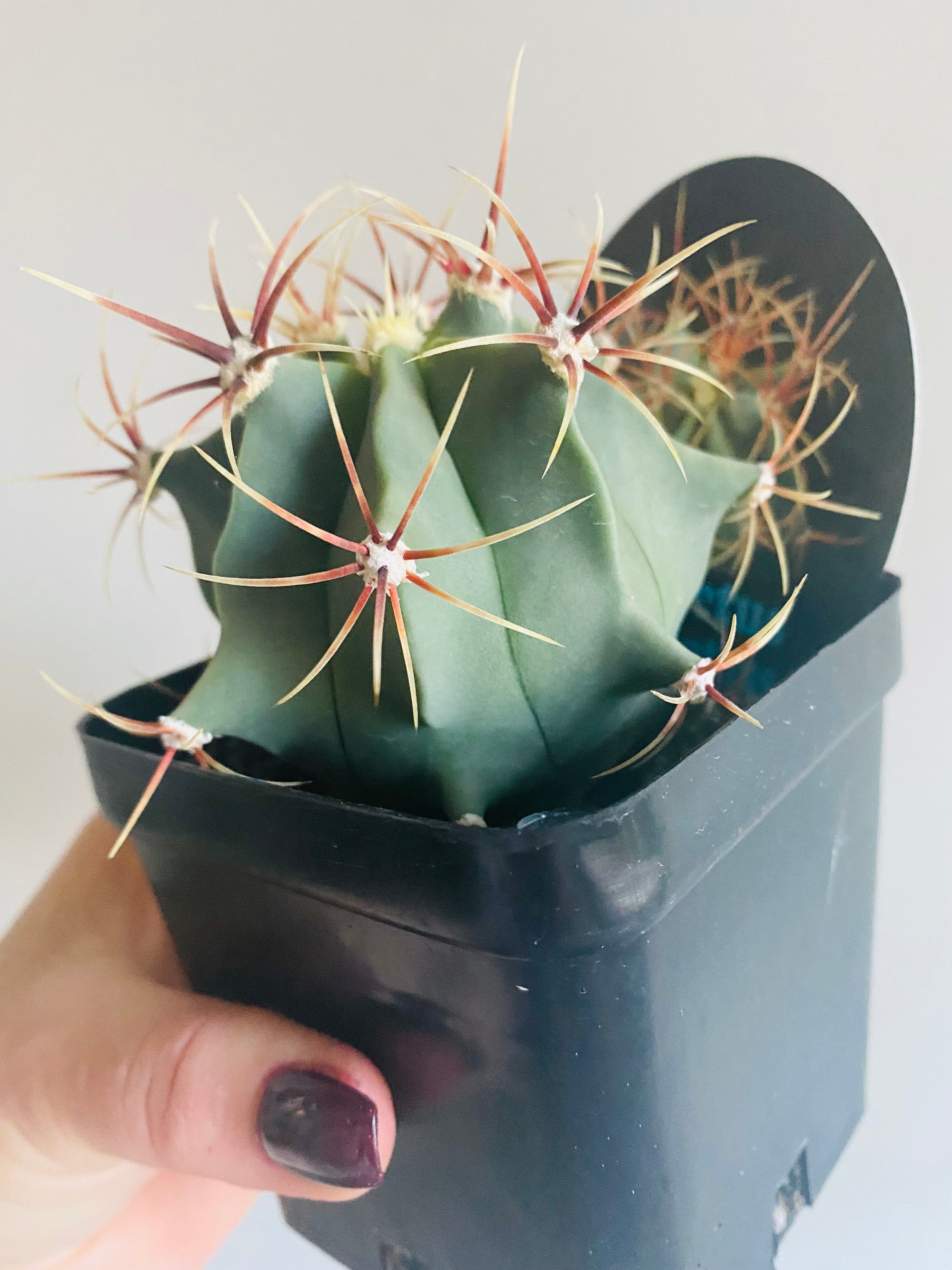 Ferocactus electracanthus aka histrix