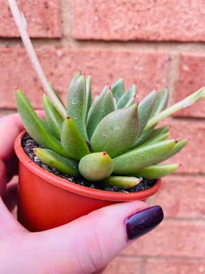 Echeveria Agavoides 'Liniare'
