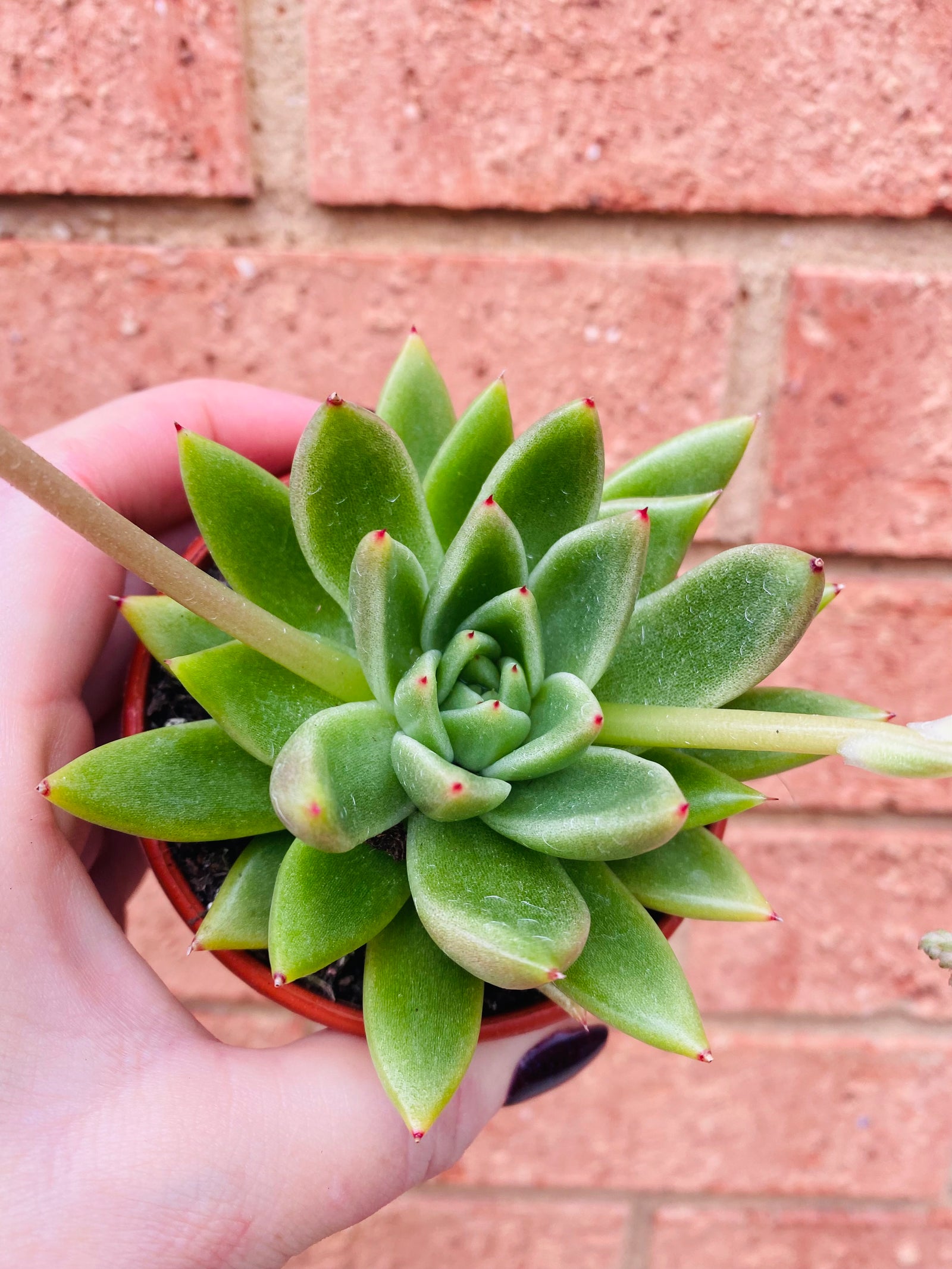 Echeveria Agavoides 'Liniare'