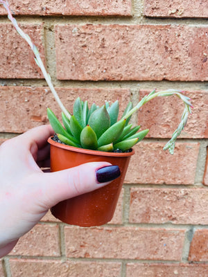 Echeveria Agavoides 'Liniare'