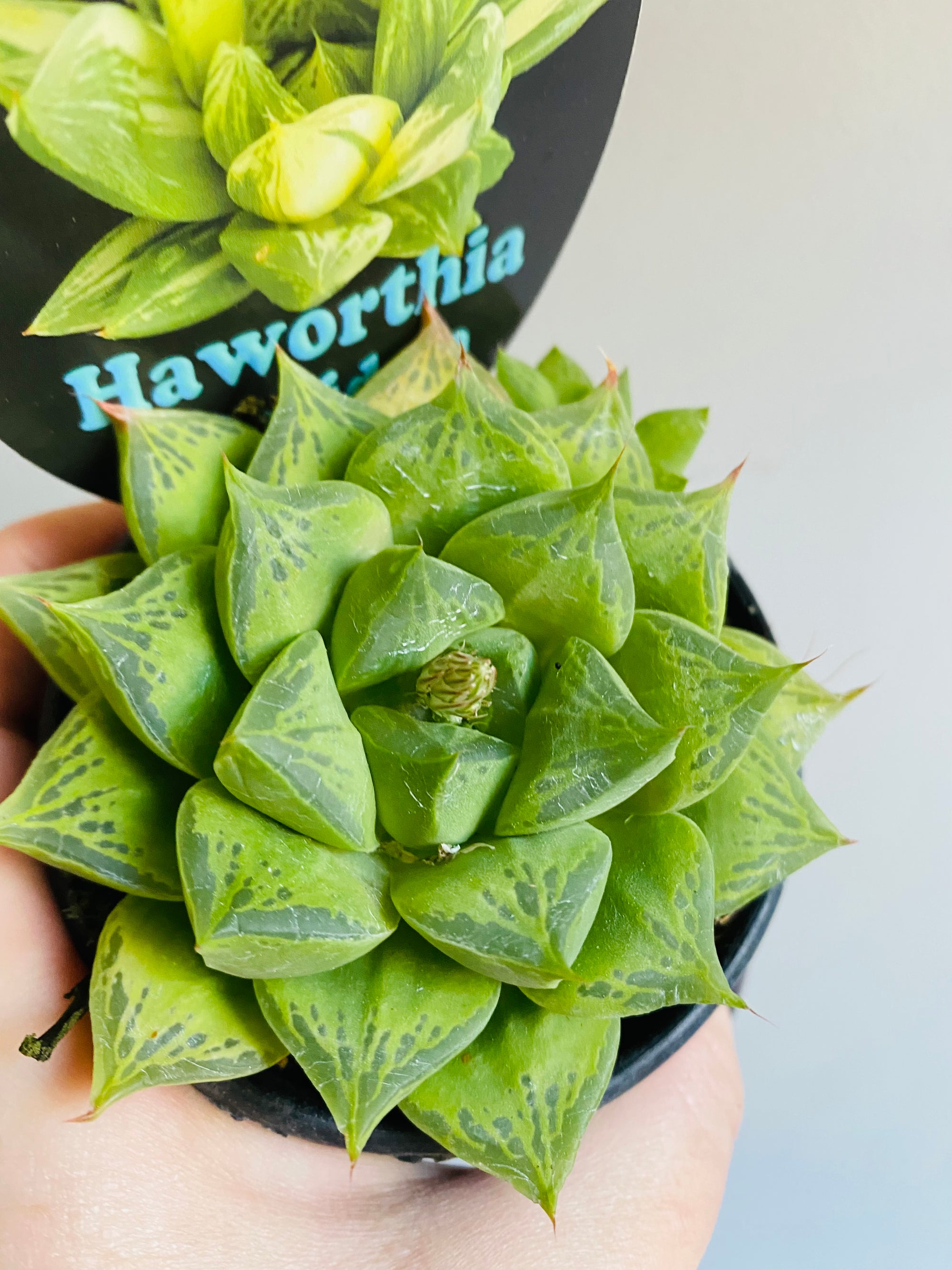 Haworthia cuspidata