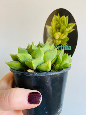 Haworthia cuspidata