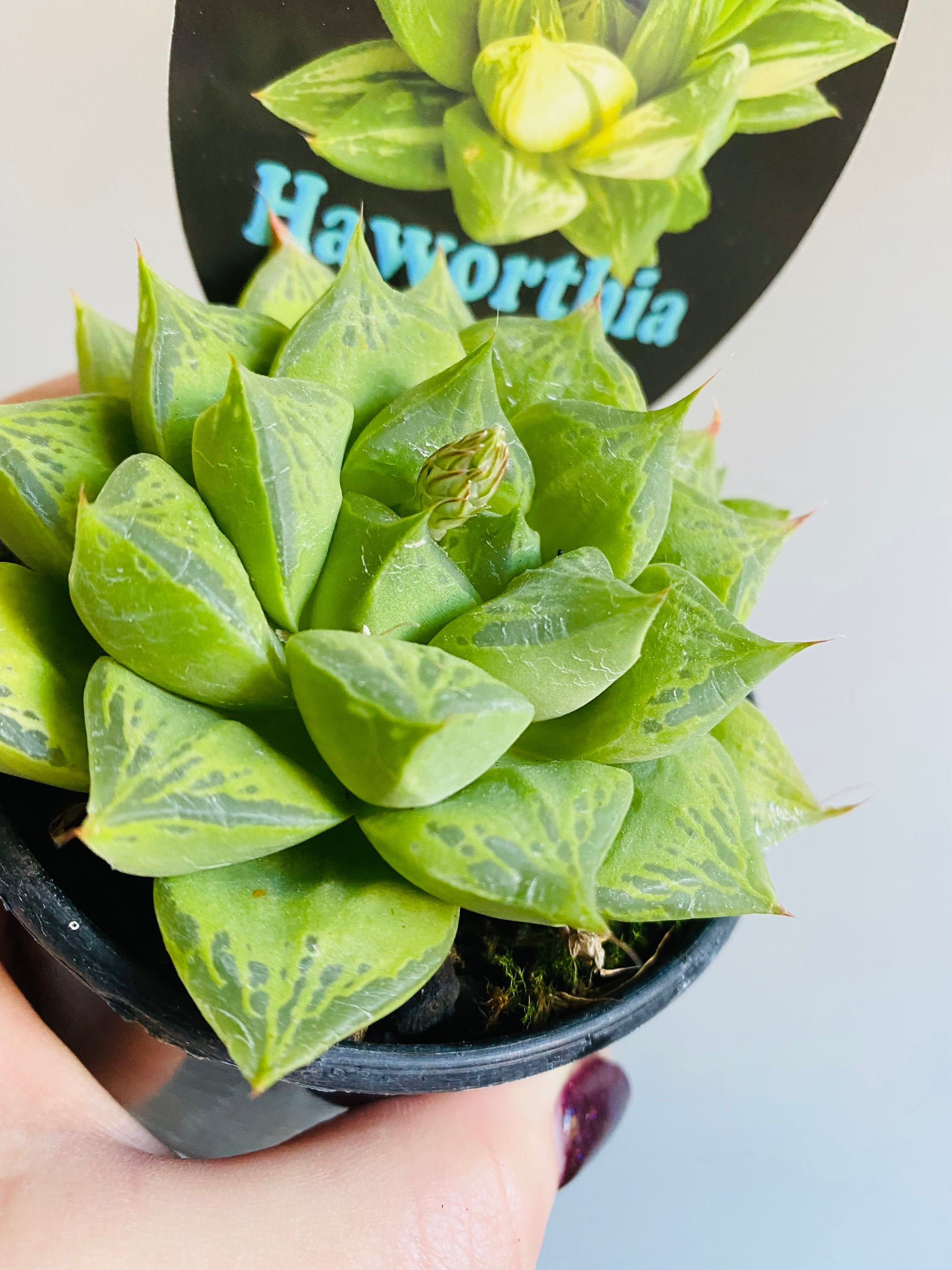 Haworthia cuspidata