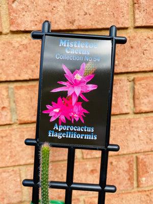 Aporocactus Flagelliformis 'The Rats Tail' - Mistletoe Cactus Collection No. 54