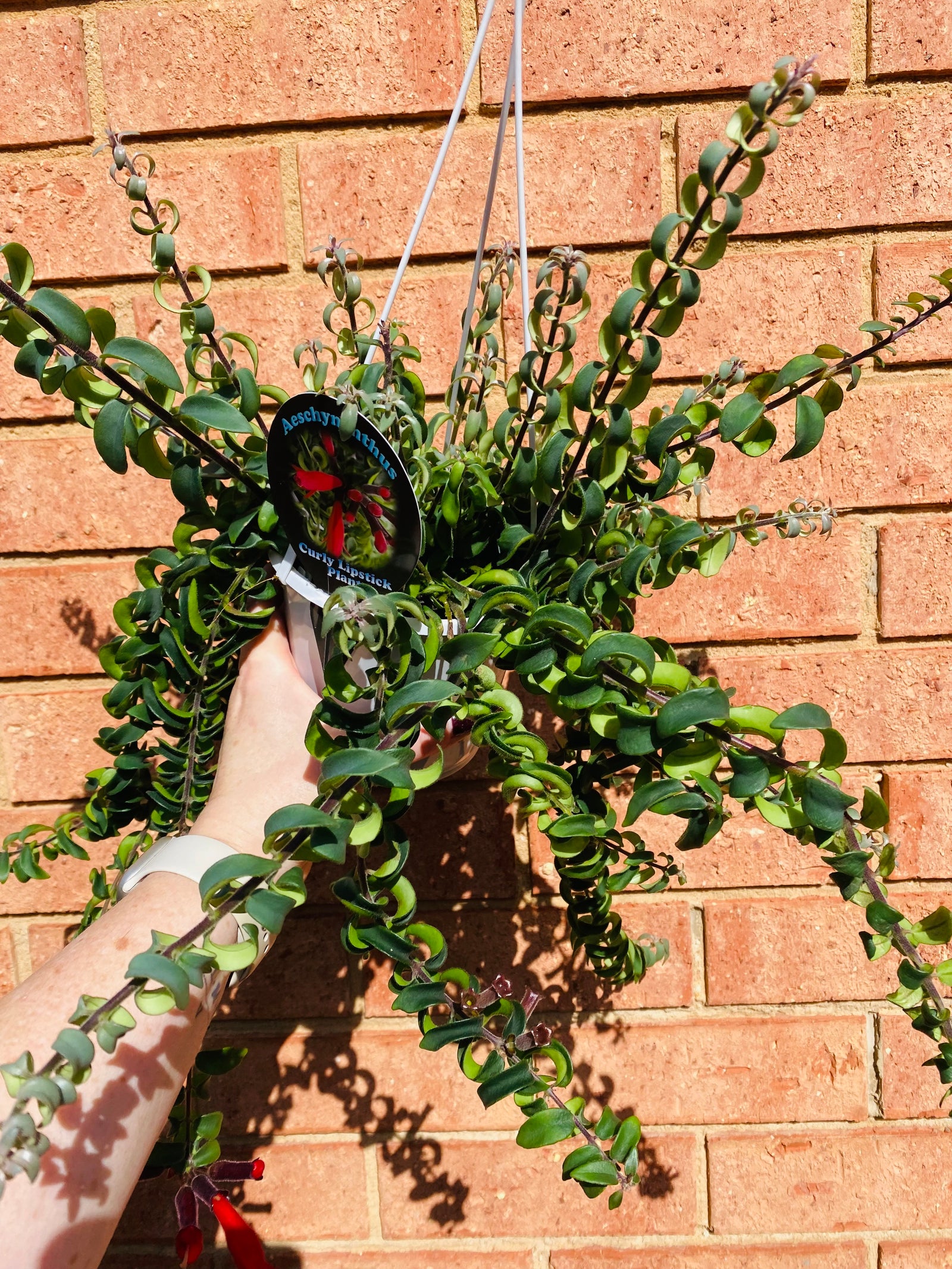 Curly Lipstick Plant (Rasta) - Aeschynanthus radicans