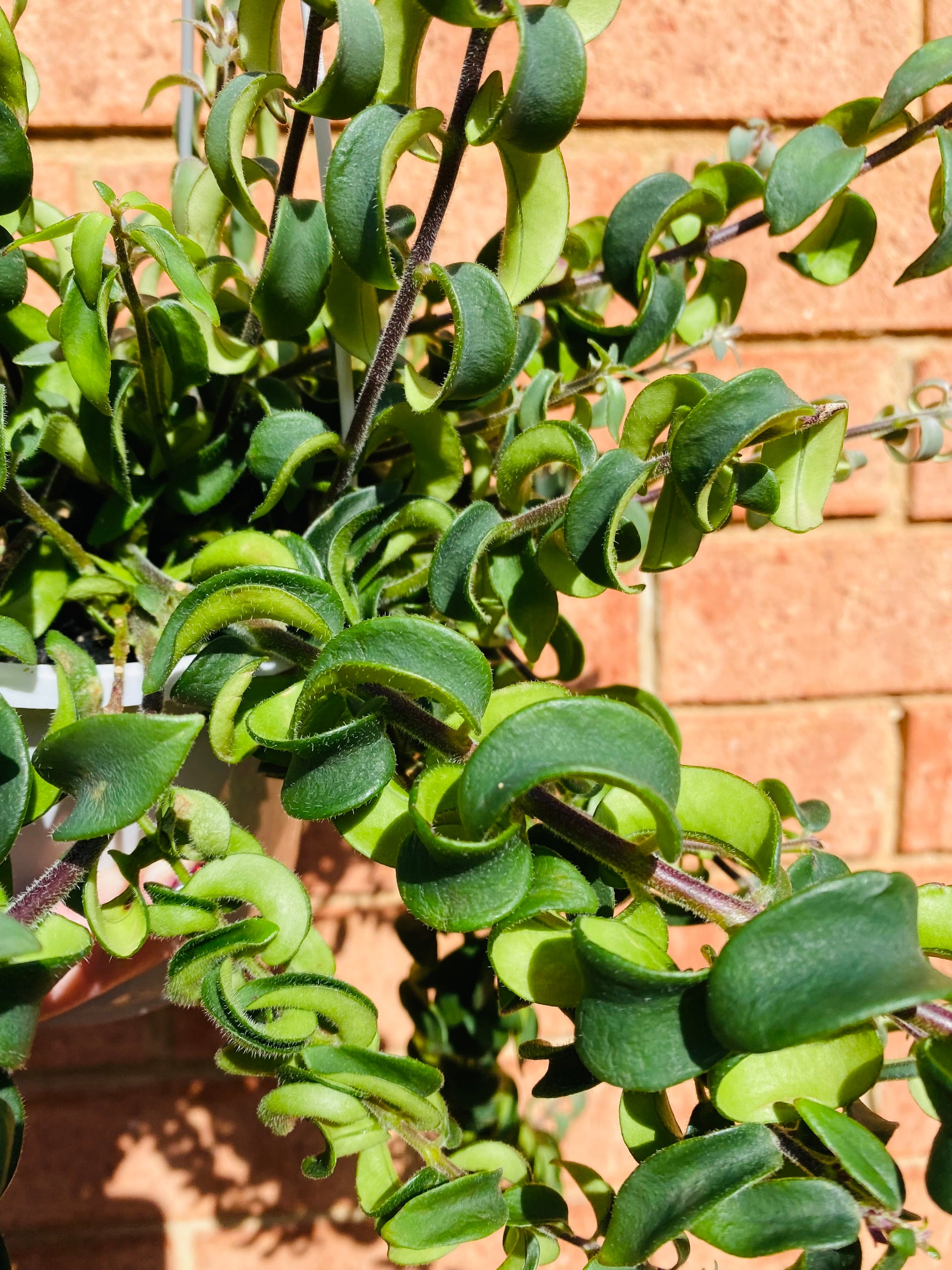 Curly Lipstick Plant (Rasta) - Aeschynanthus radicans