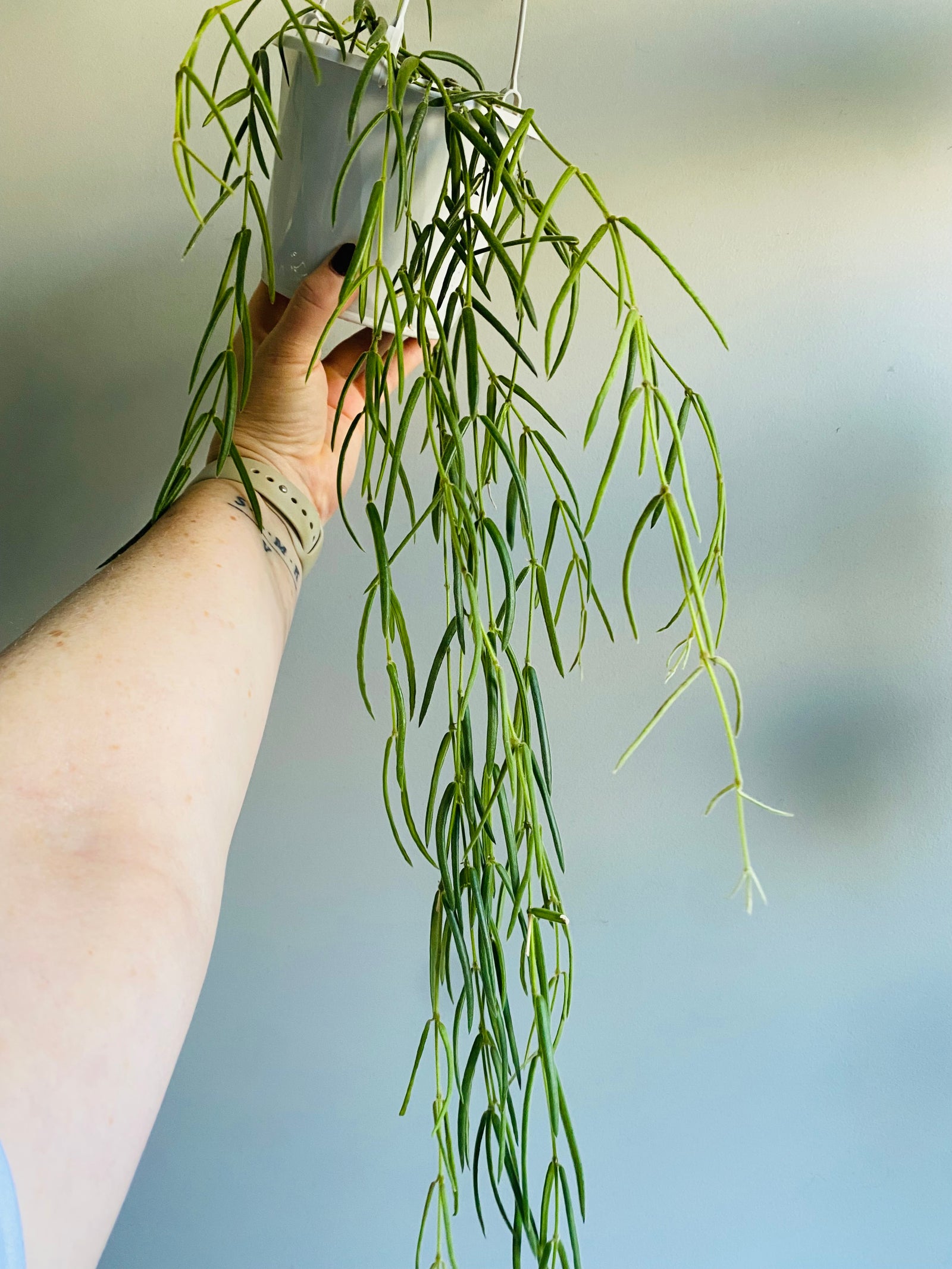 Hoya - Linearis Collection No. 79