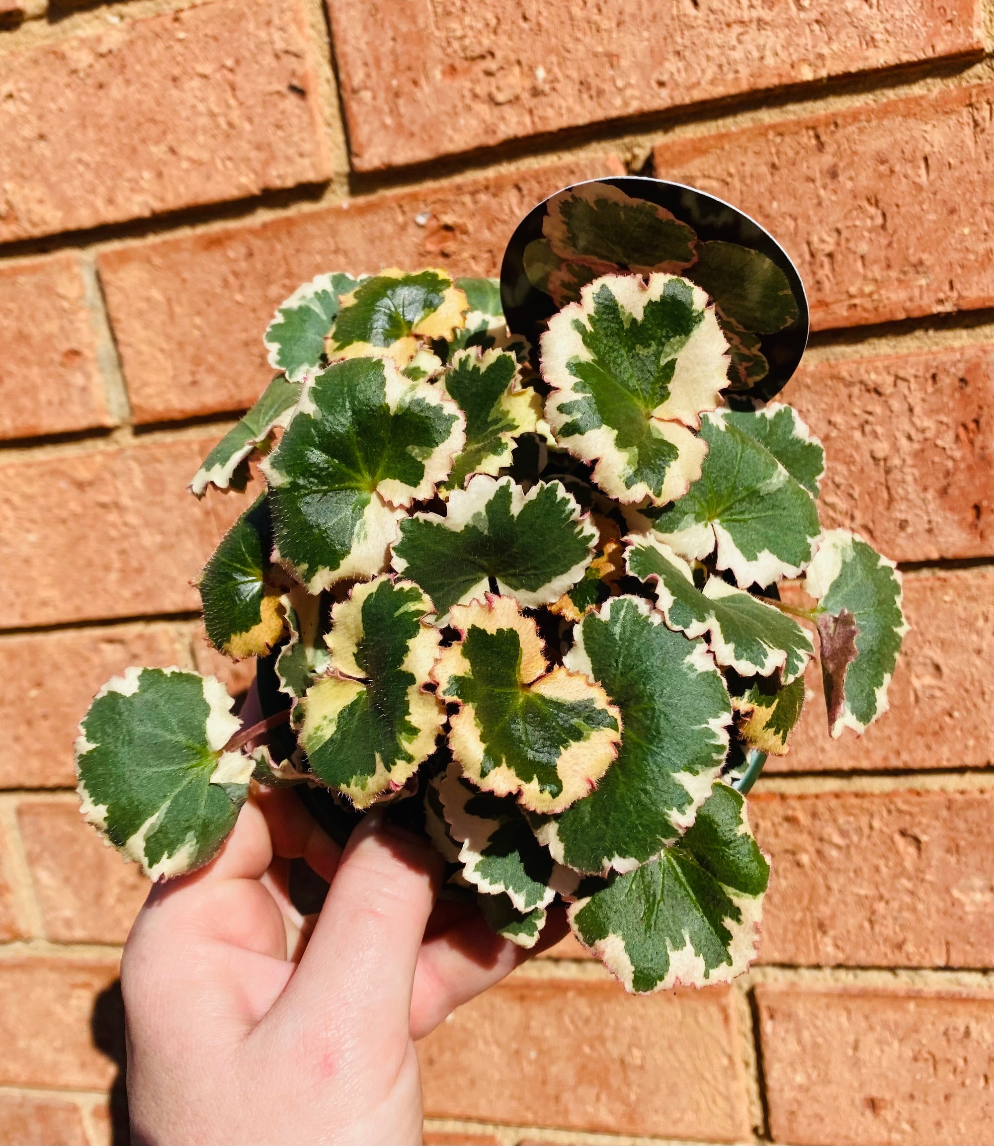 Saxifraga stolonifera 'variegata' - Strawberry Begonia