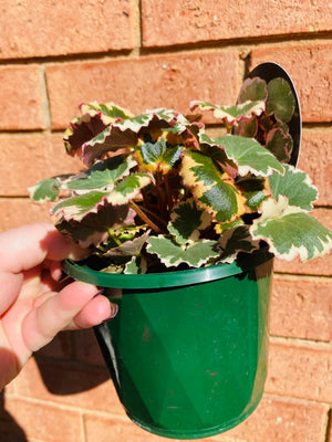 Saxifraga stolonifera 'variegata' - Strawberry Begonia