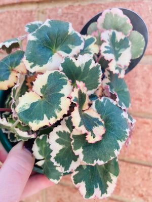 Saxifraga stolonifera 'variegata' - Strawberry Begonia