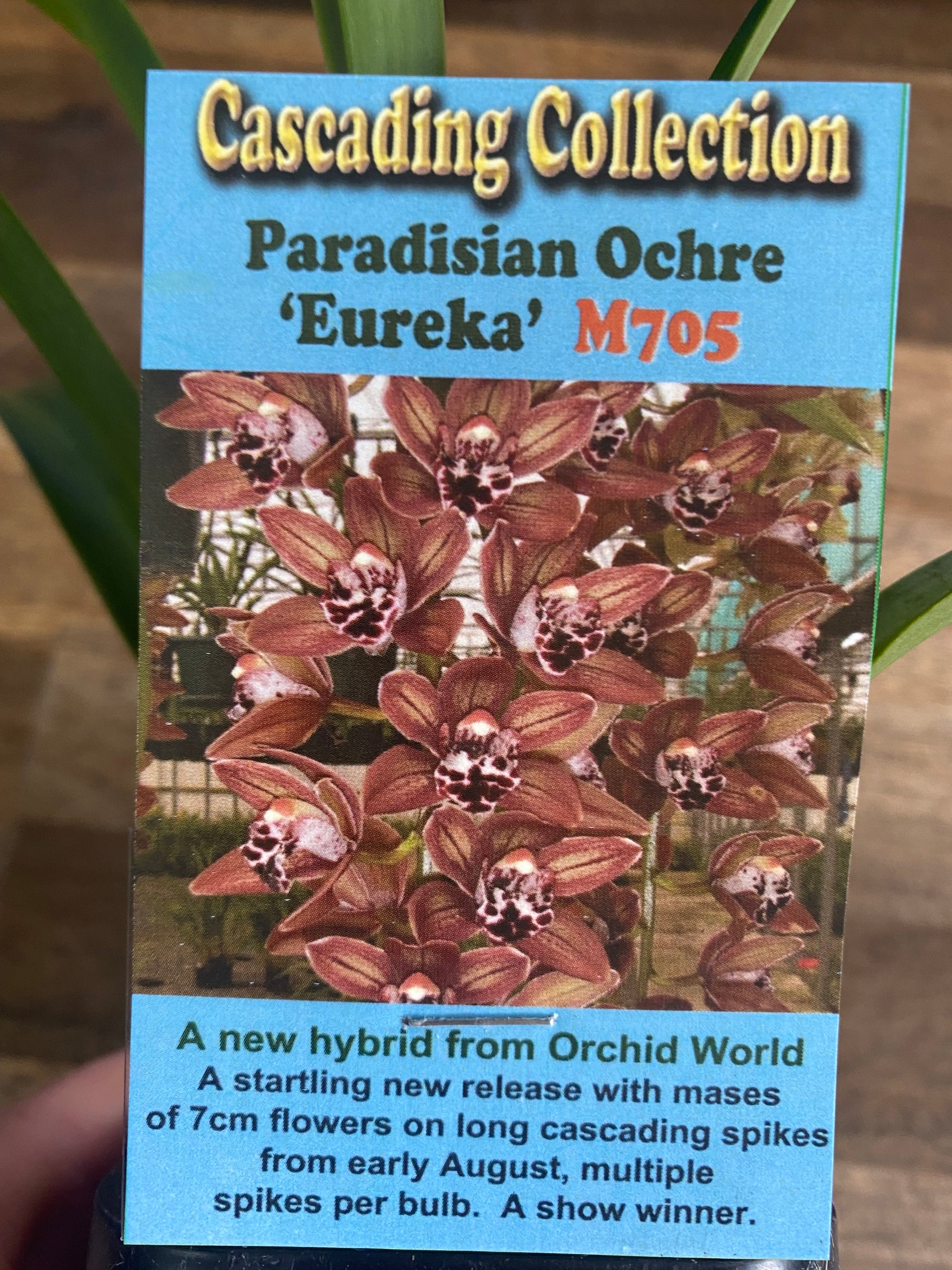 Cascading Collection - Paradisian Ochre 'Eureka'