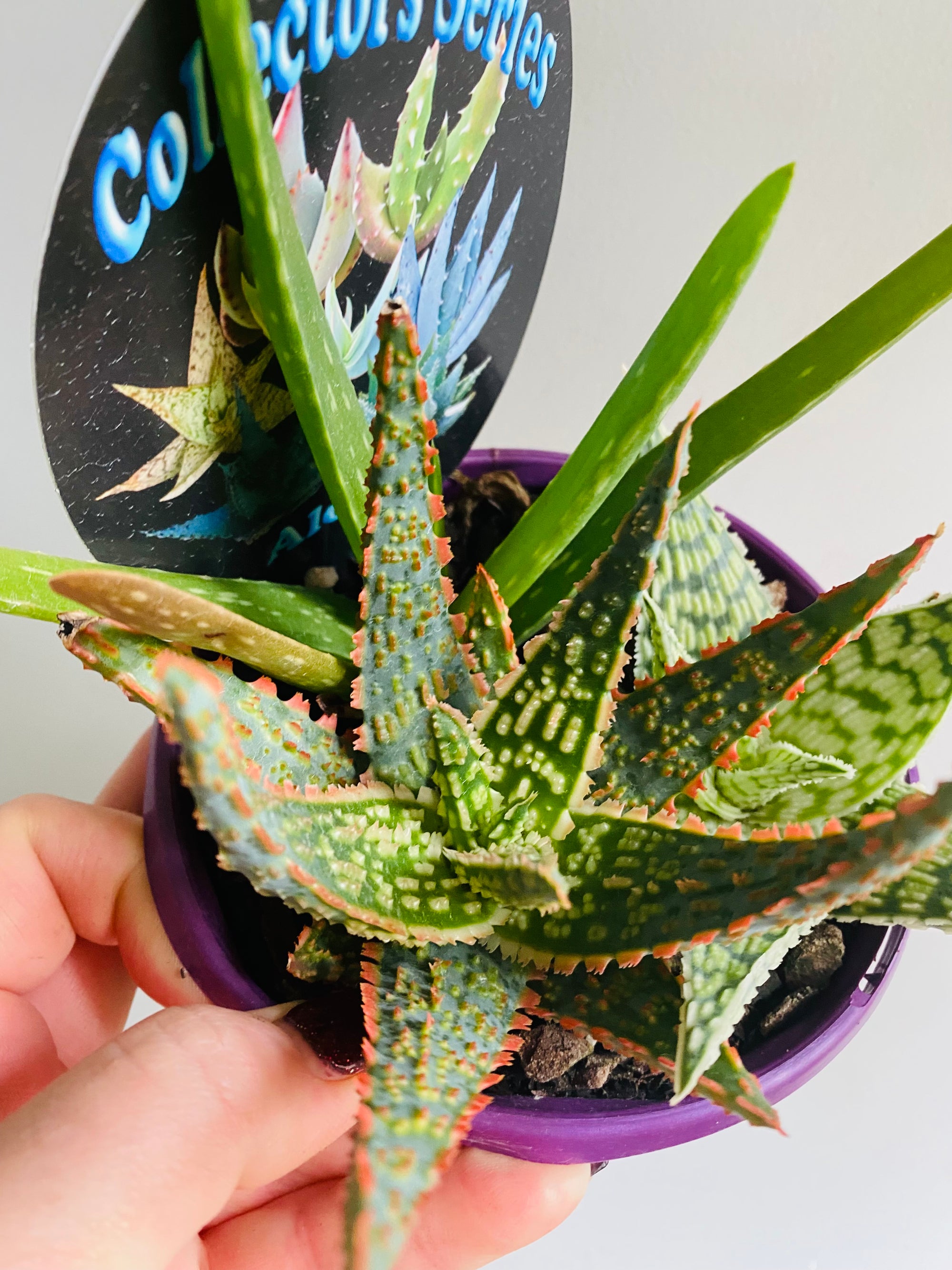 Aloe Tri-Pot