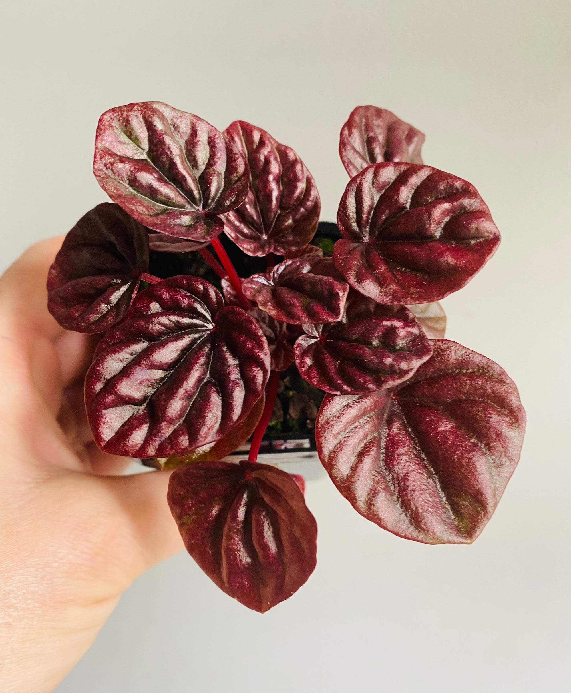 Peperomia caperata - Schumi Red