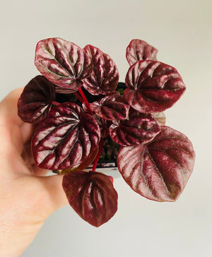 Peperomia caperata - Schumi Red