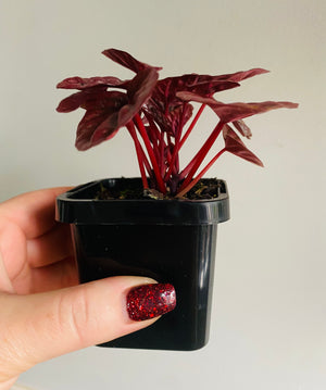 Peperomia caperata - Schumi Red