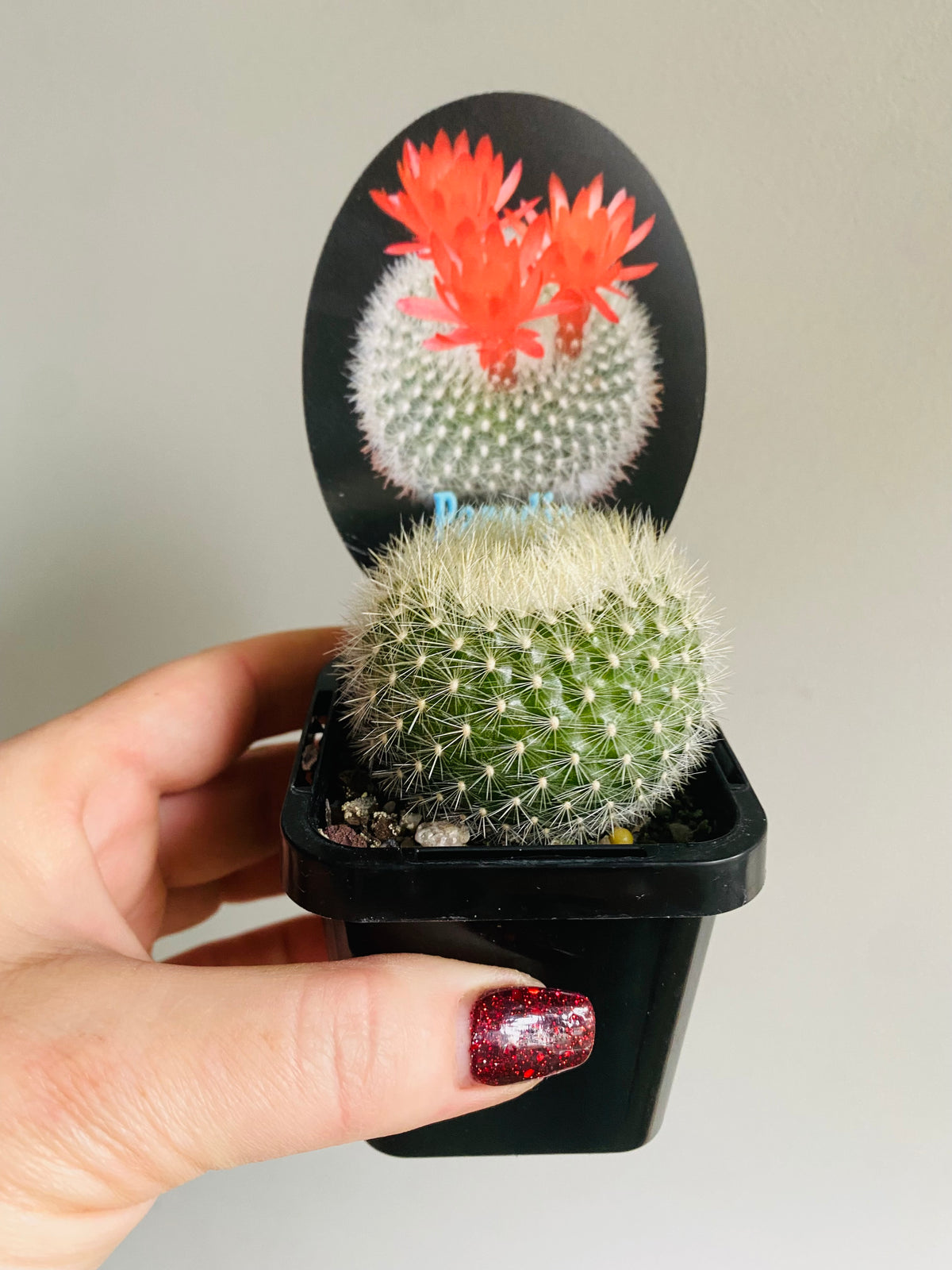 Parodia haselbergii - My Jungle Shack
