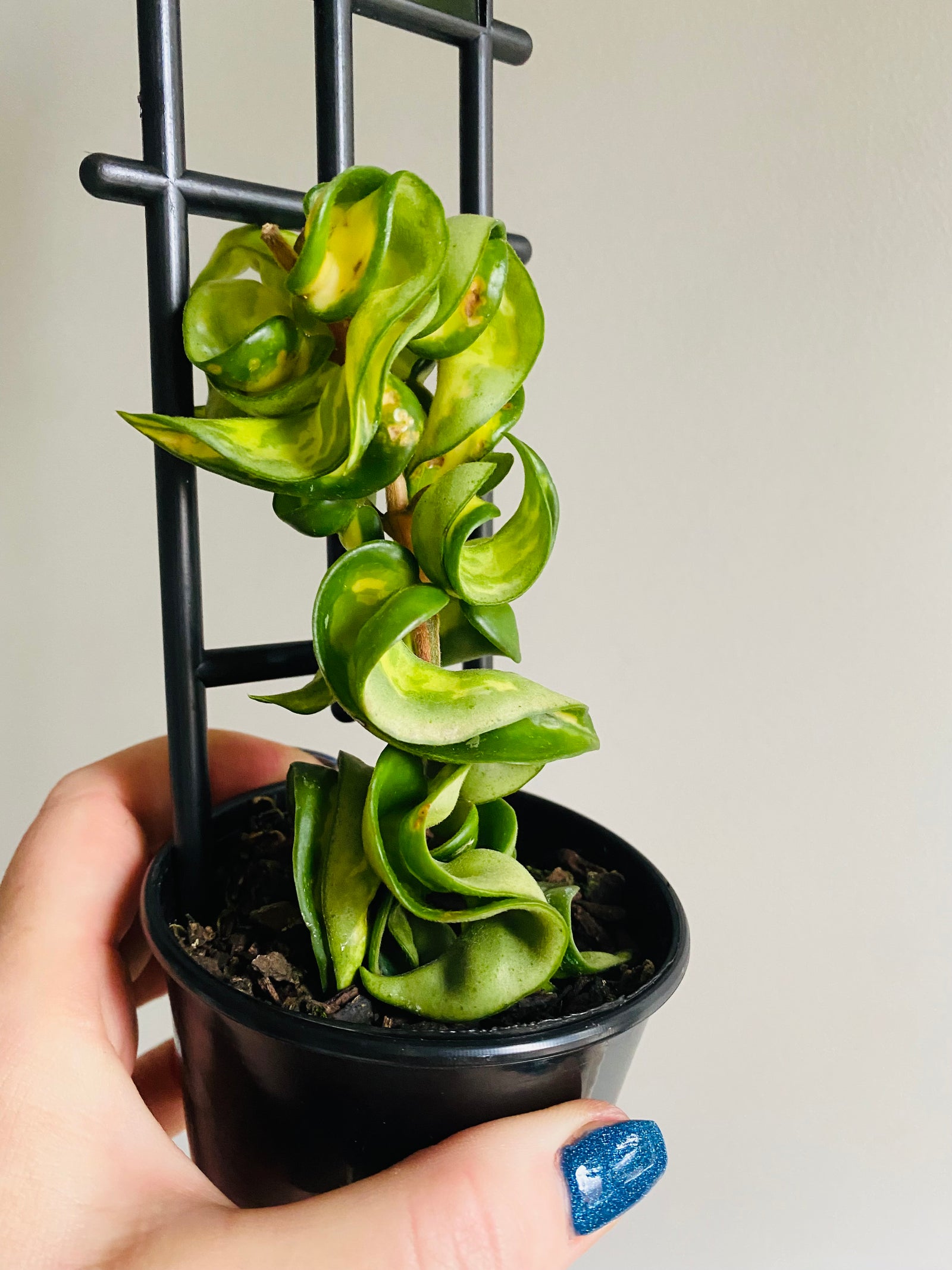 Hoya - Indian Rope Inside Variegate Collection No. 2.1