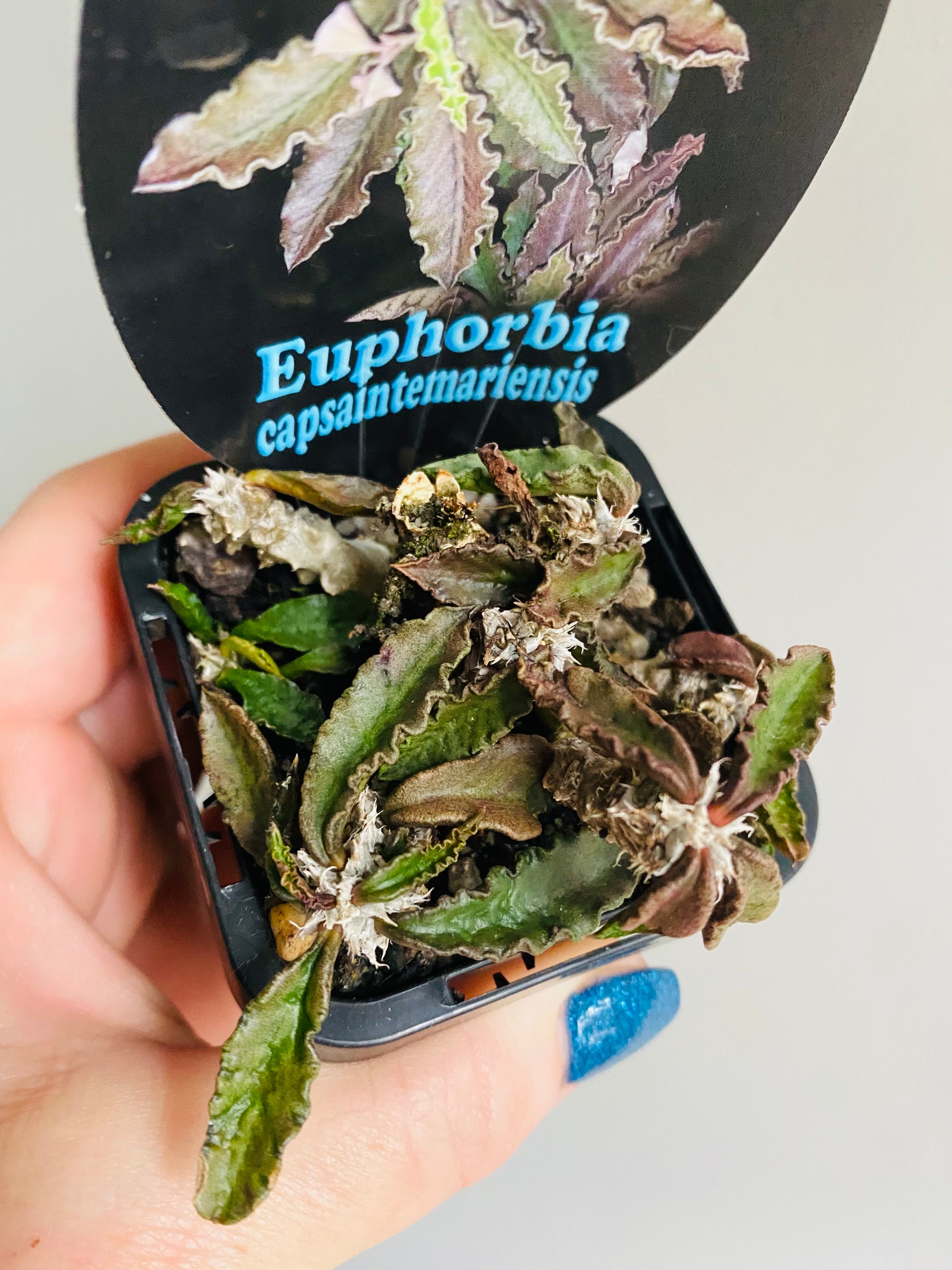 Euphorbia capsaintemariensis 'Dead Plant'