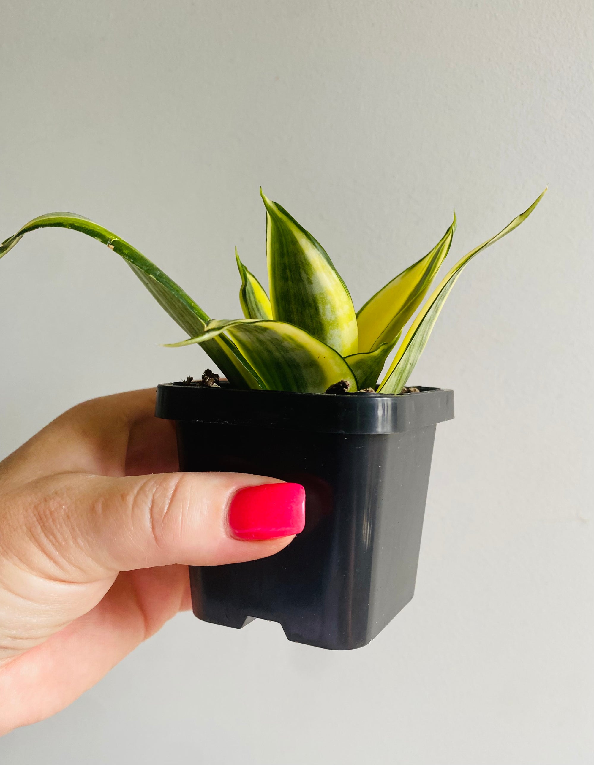 Sansevieria trifasciata - Golden Hahnii