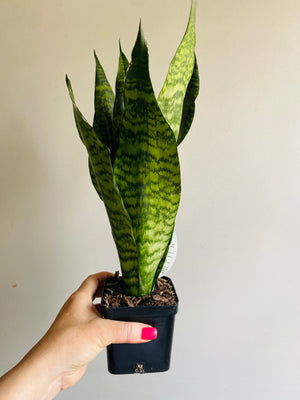 Sansevieria trifasciata hybrid