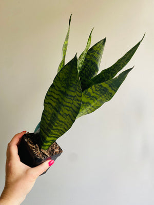 Sansevieria trifasciata hybrid