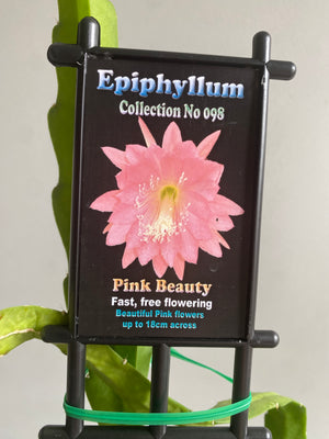 Epiphyllum 'Pink Beauty' - Collection No. 098