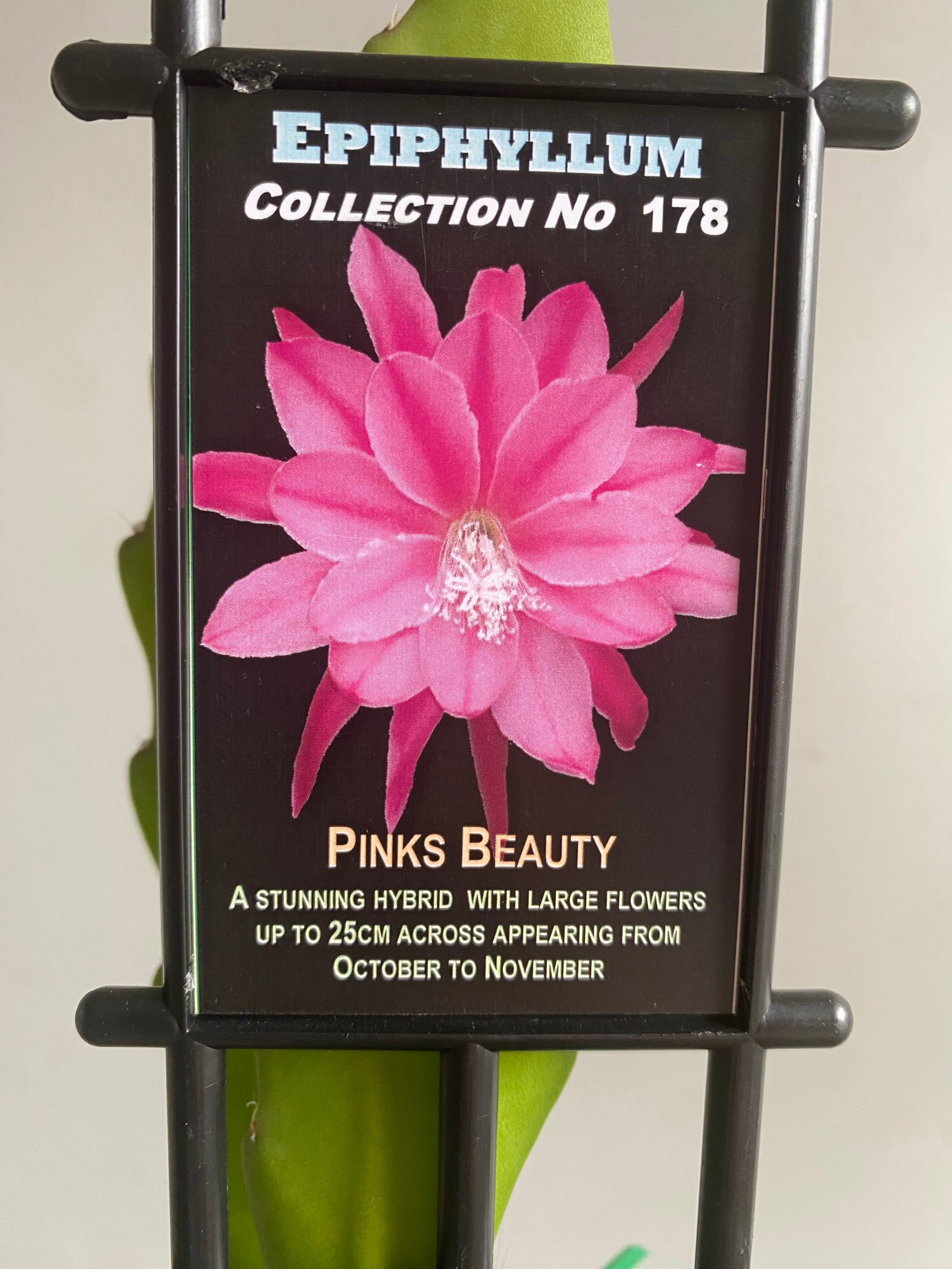 Epiphyllum 'Pinks Beauty' - Collection No. 178