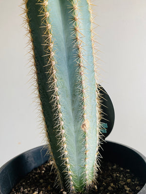 Micranthocereus purpureus