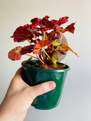 Begonia - Sunset Blaze