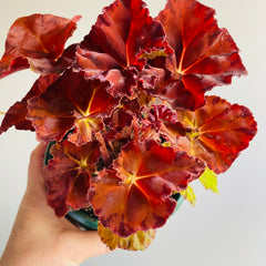 Collection image for: Begonia