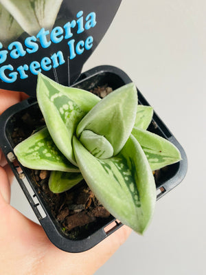 Gasteria - Green Ice