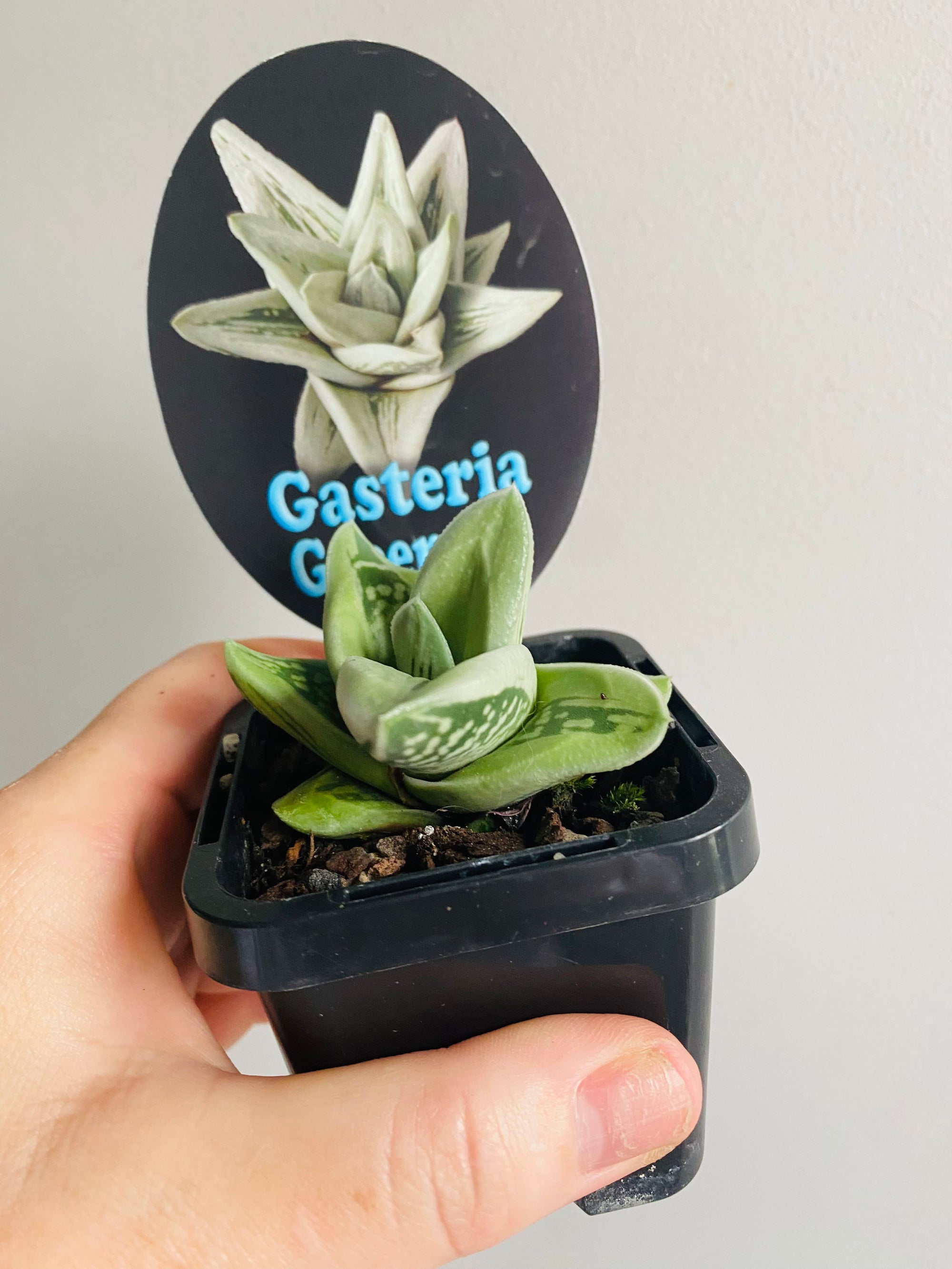 Gasteria - Green Ice