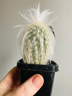 Espostoa lanata - Peruvian Old Man Cactus