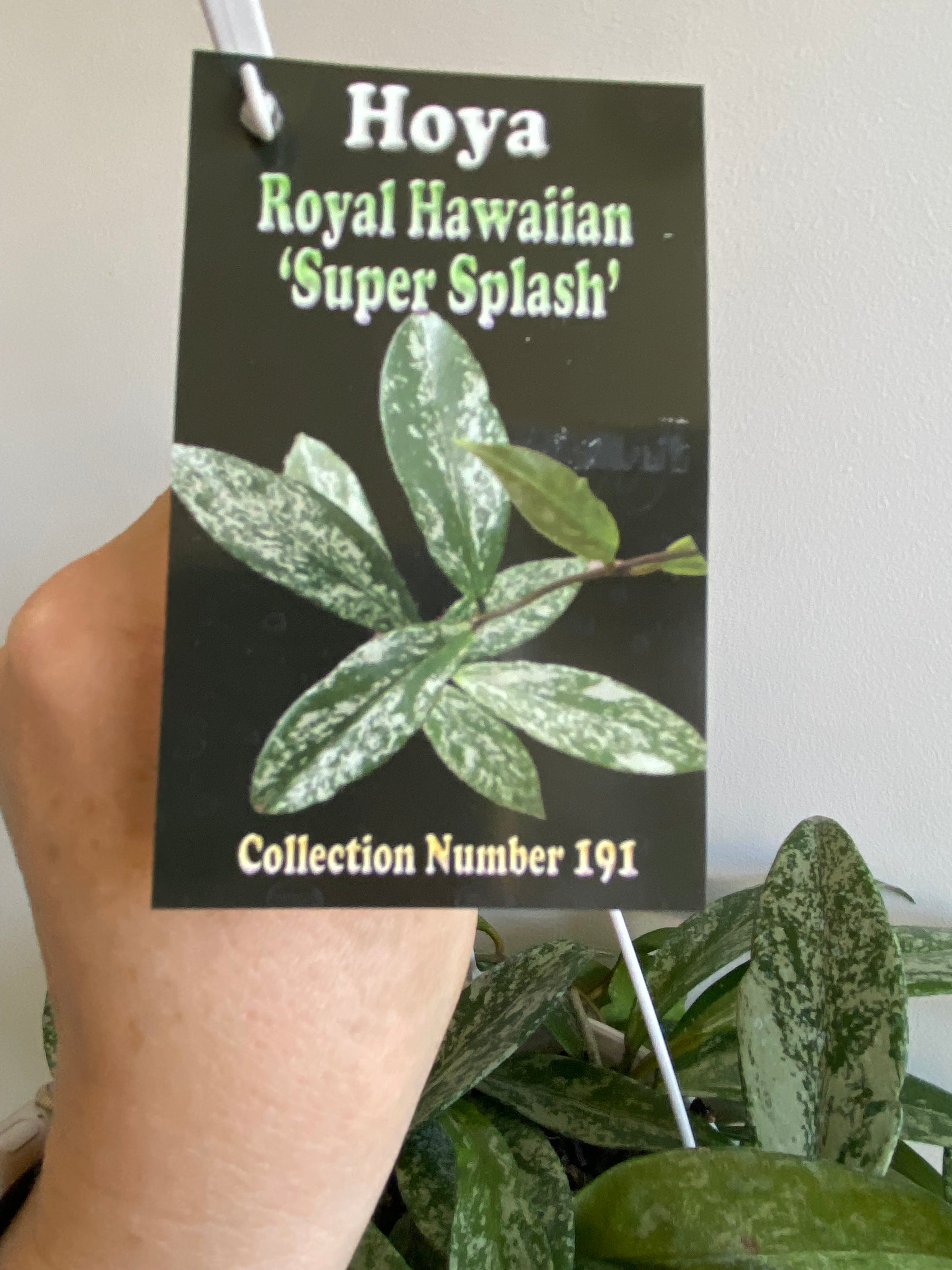 Hoya - Royal Hawaiian ‘Super Splash’ Collection No. 191
