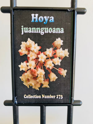 Hoya - Juannguoana Collection No. 173