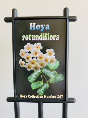 Hoya - Rotundiflora Collection No. 147