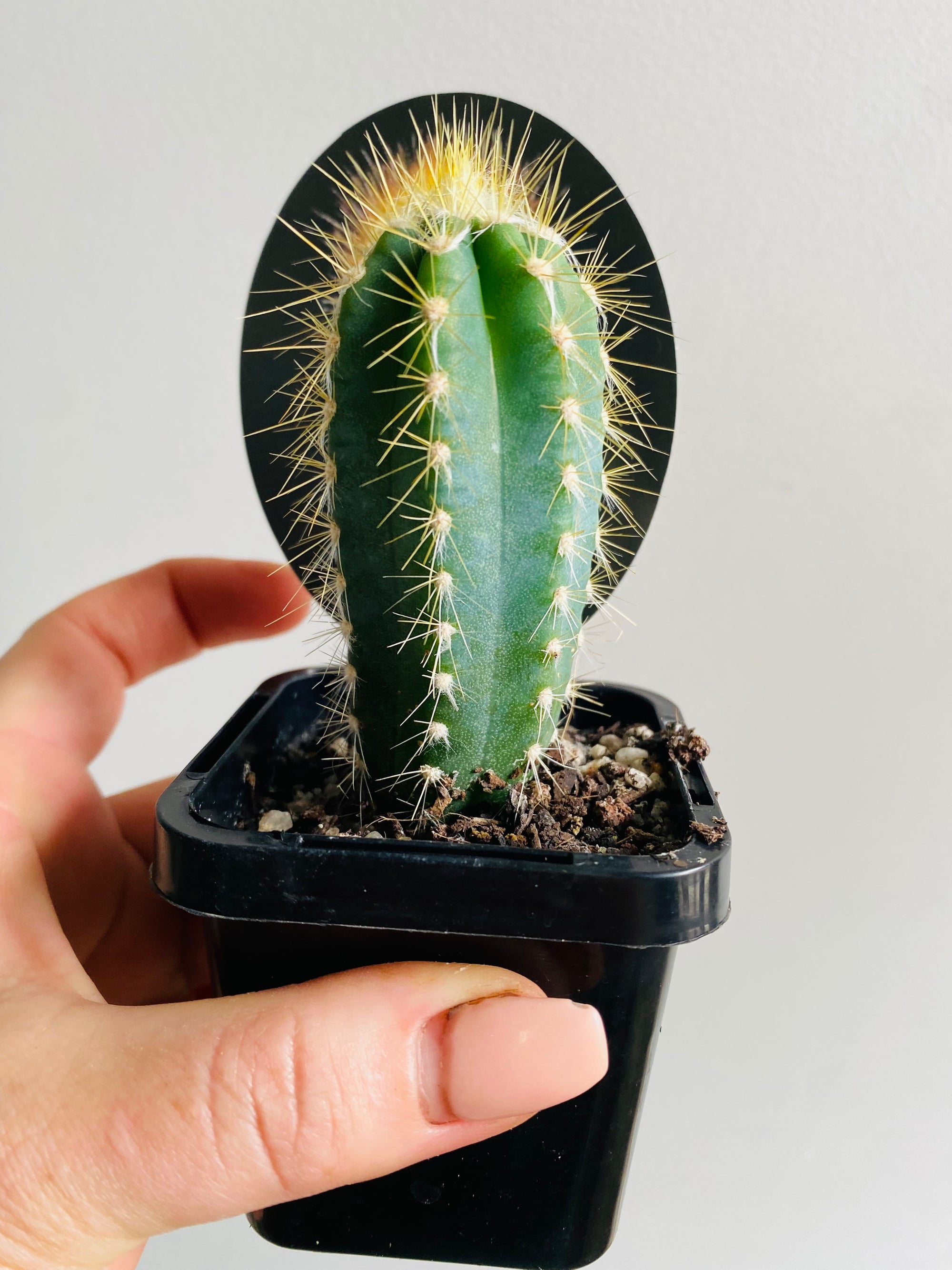 Micranthocereus purpureus