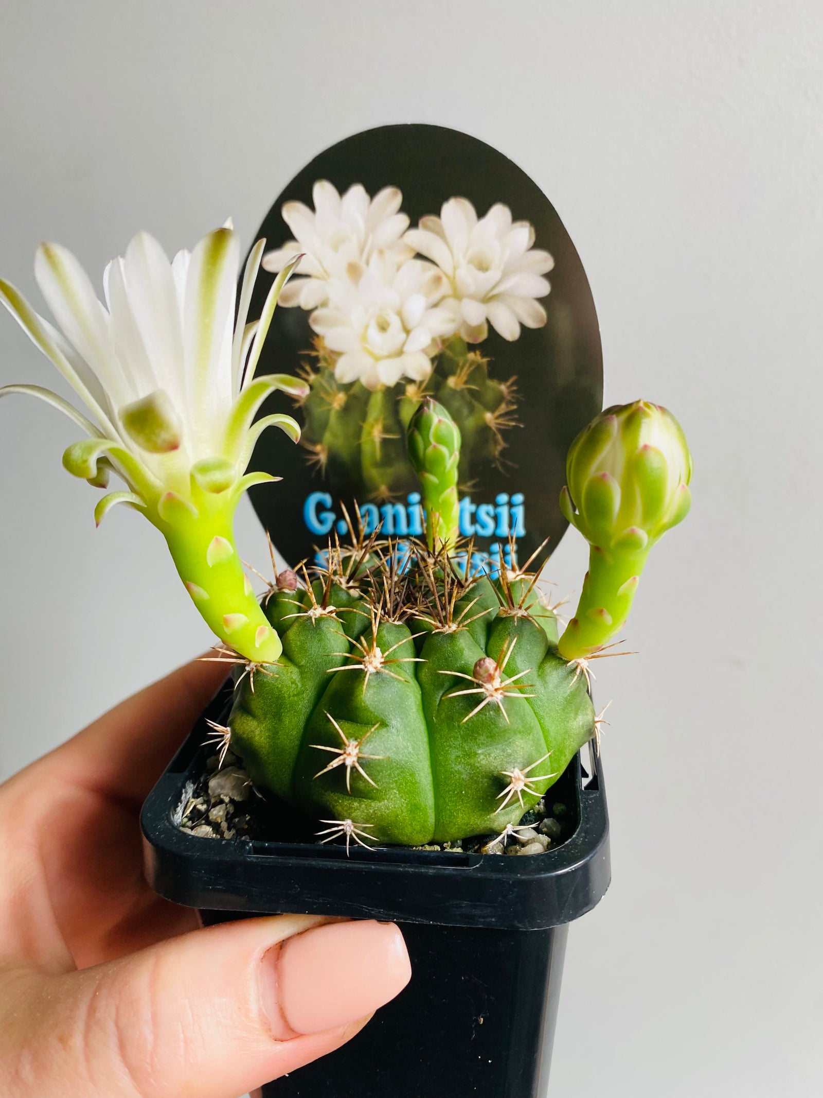 Gymnocalycium anisitsii ssp damsii