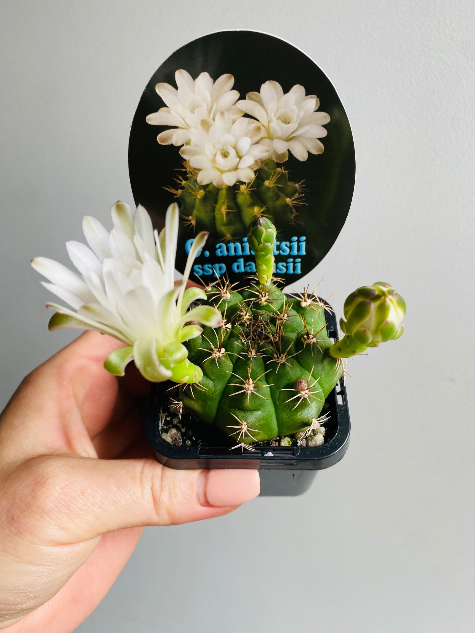 Gymnocalycium anisitsii ssp damsii