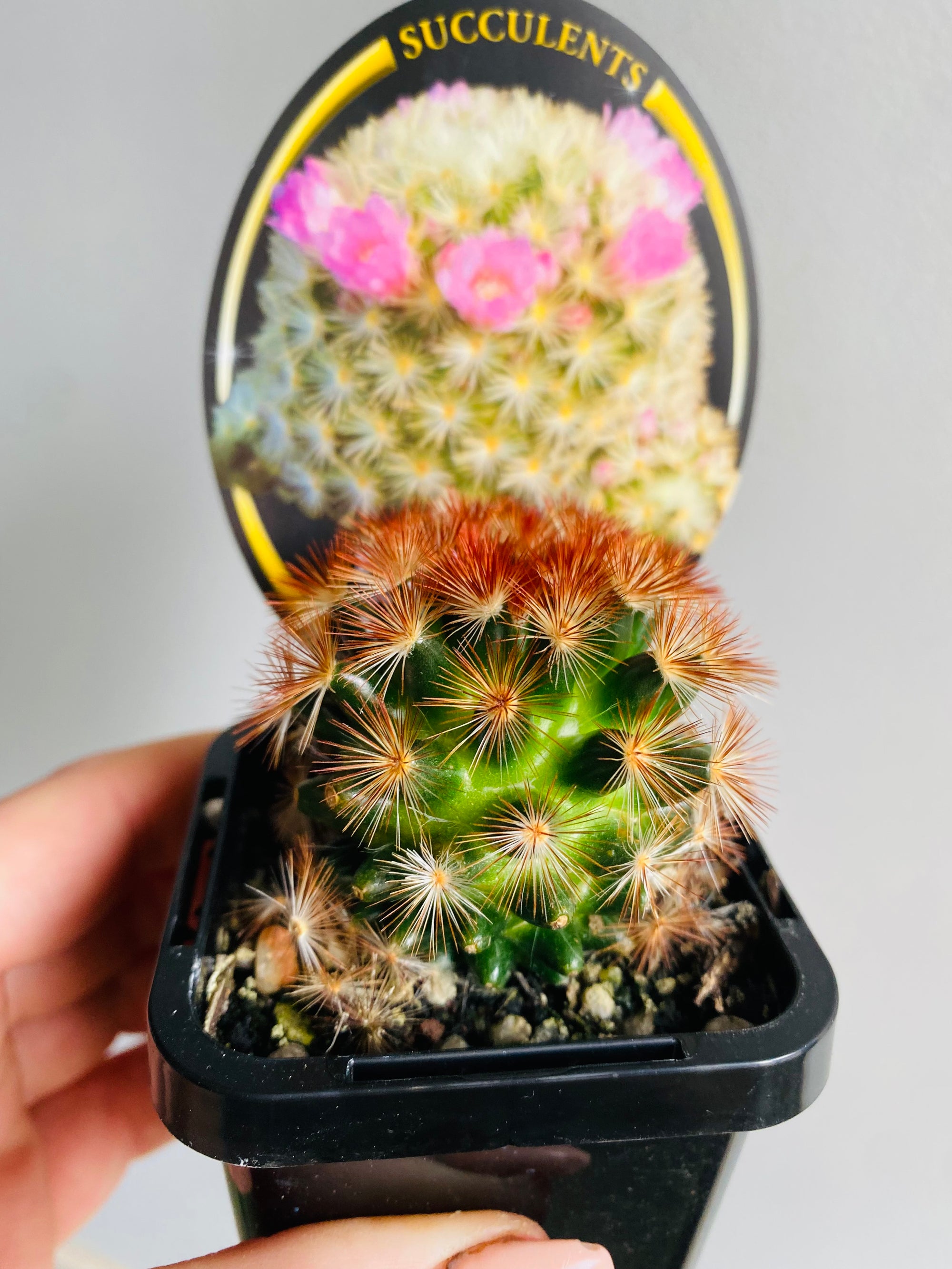 Mammillaria carmanae - Feather Cactus