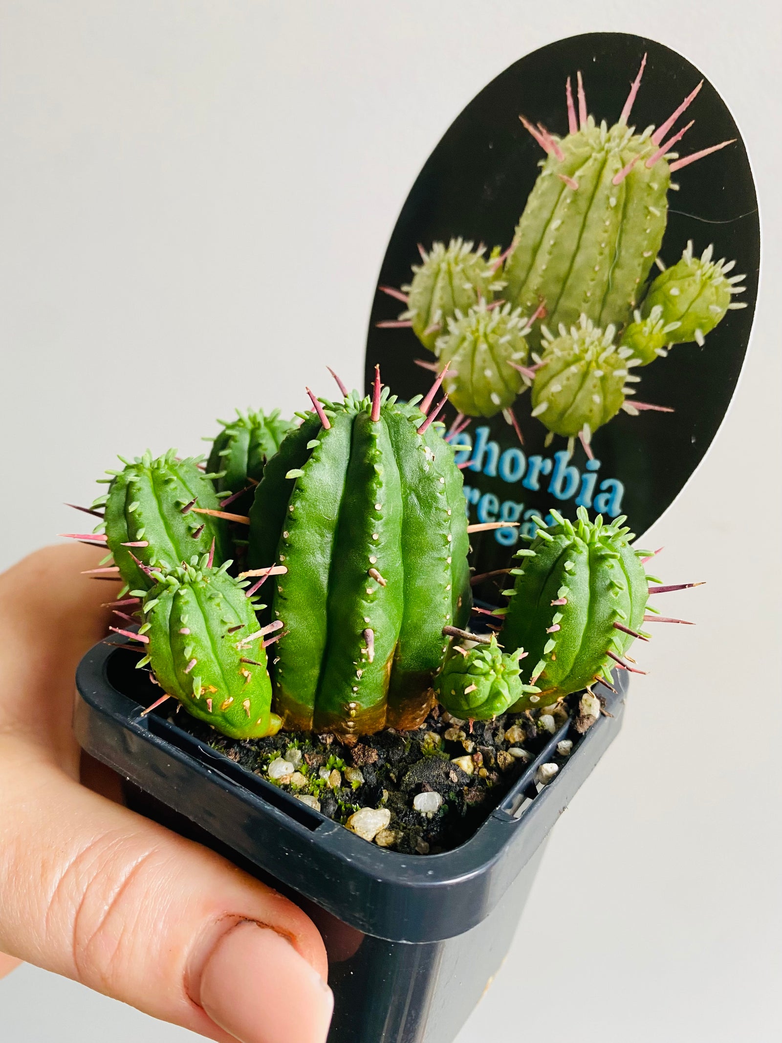 Euphorbia aggregata