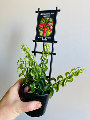 Curly Lipstick Plant (Rasta) - Aeschynanthus radicans