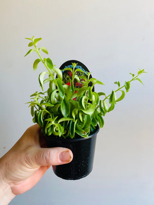 Curly Lipstick Plant (Rasta) - Aeschynanthus radicans