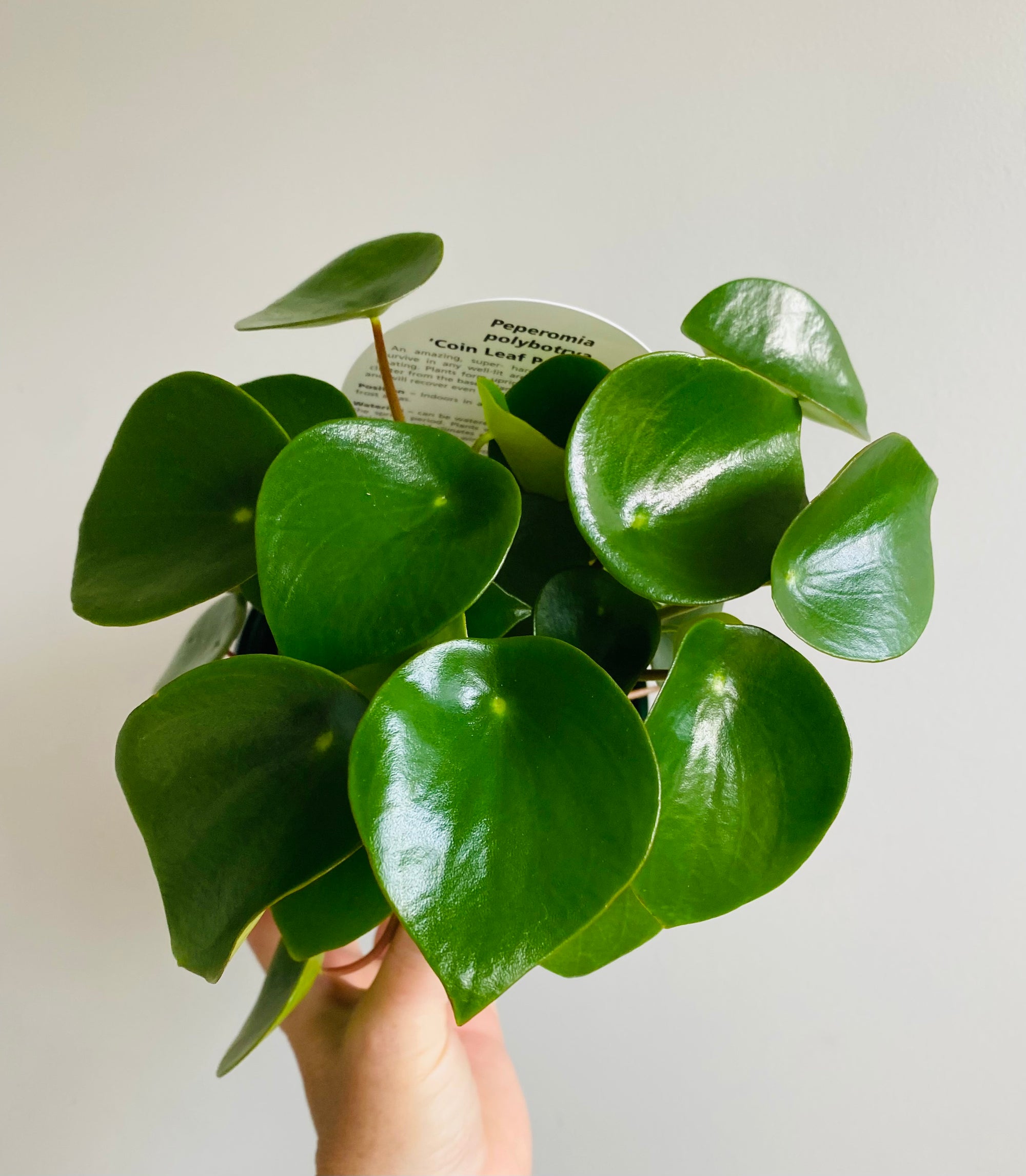 Peperomia polybotrya - Raindrop