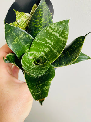 Sansevieria trifasciata - Green Hahnii