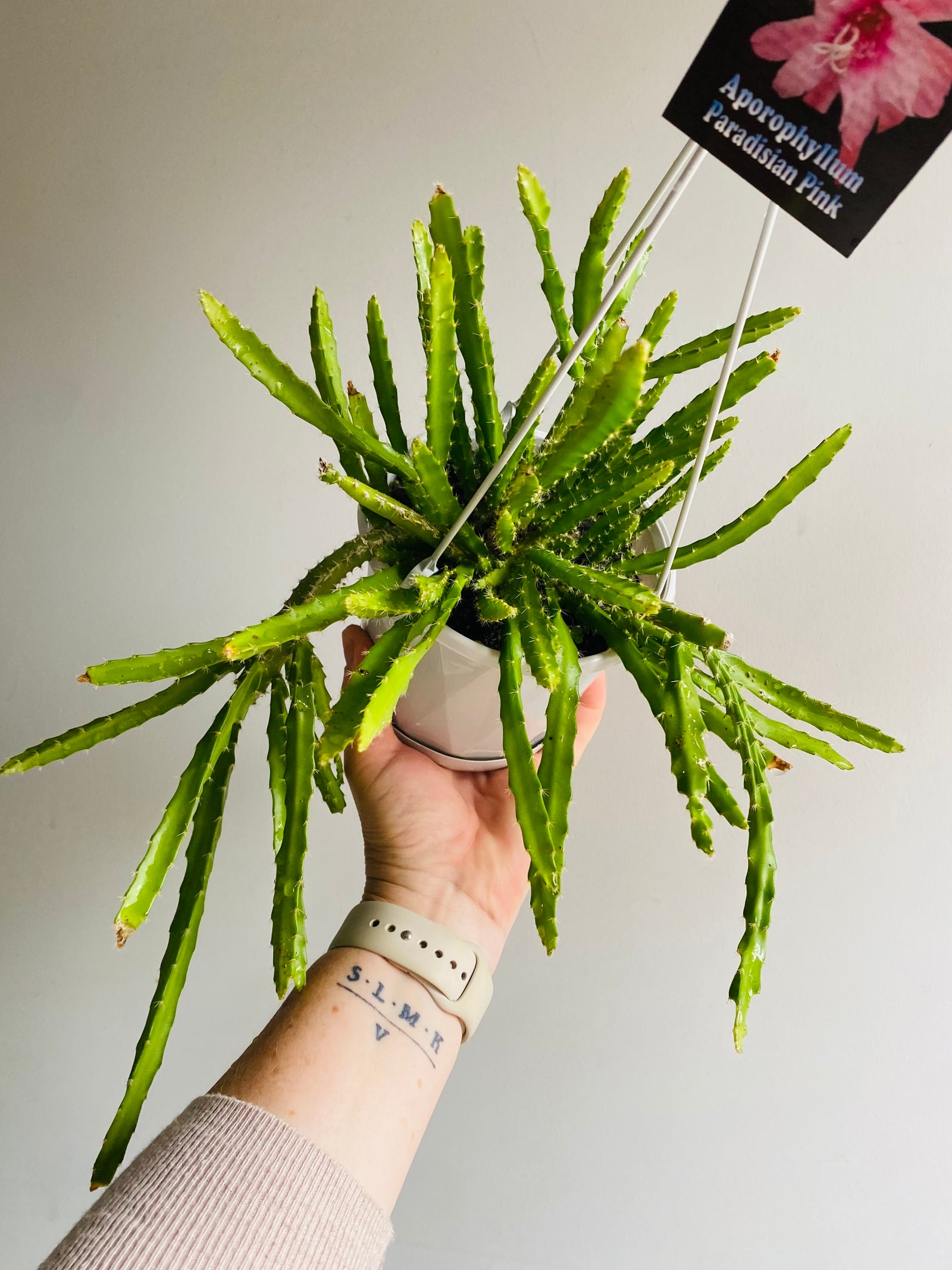 Aporophyllum ‘Paradisian Pink’