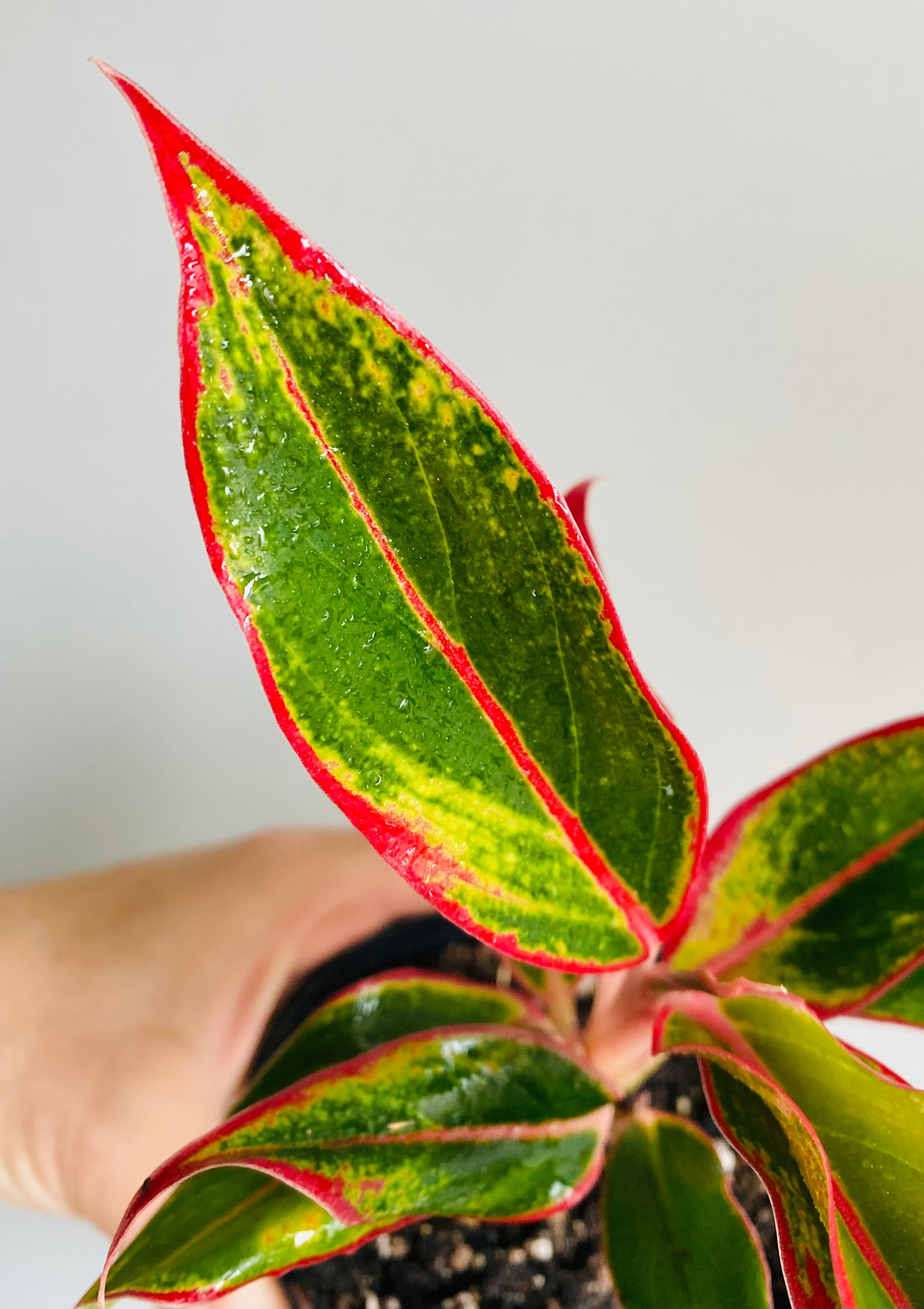 Aglaonema 'Siam Aurora' - Chinese Evergreen Plants